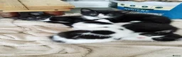 Mixed Breed cats for sale: Tuxedo black and white kittens - Advert 24