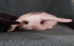 Mini Lop rabbits for sale: Last Mini lop available for deposit 🥰 in Market Drayton - Image 1