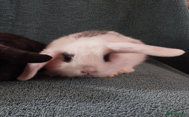 Mini Lop rabbits in Market Drayton - Advert 4