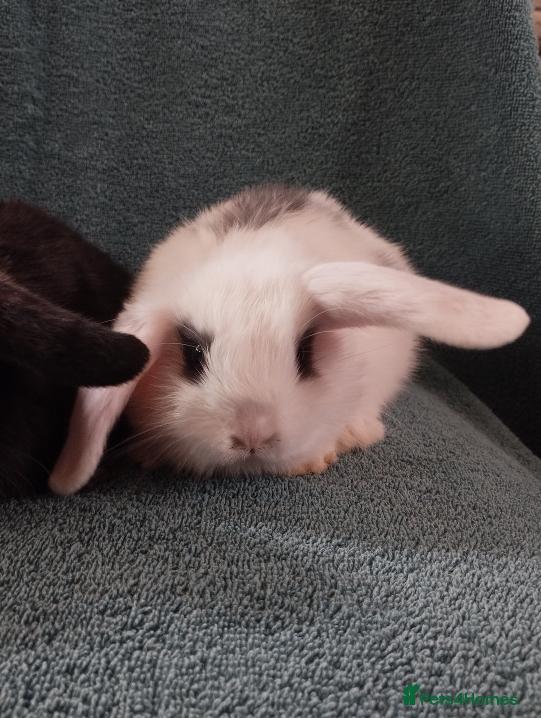Mini Lop rabbits for sale: Last Mini lop available for deposit 🥰 in Market Drayton - Image 1
