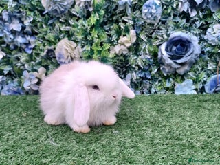 Mini Lop rabbits Beautiful Mini lop babies ready 4th Jan - Advert 12