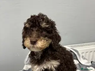 Cockapoo dogs 6 beautiful Cockapoo puppies - Advert 1