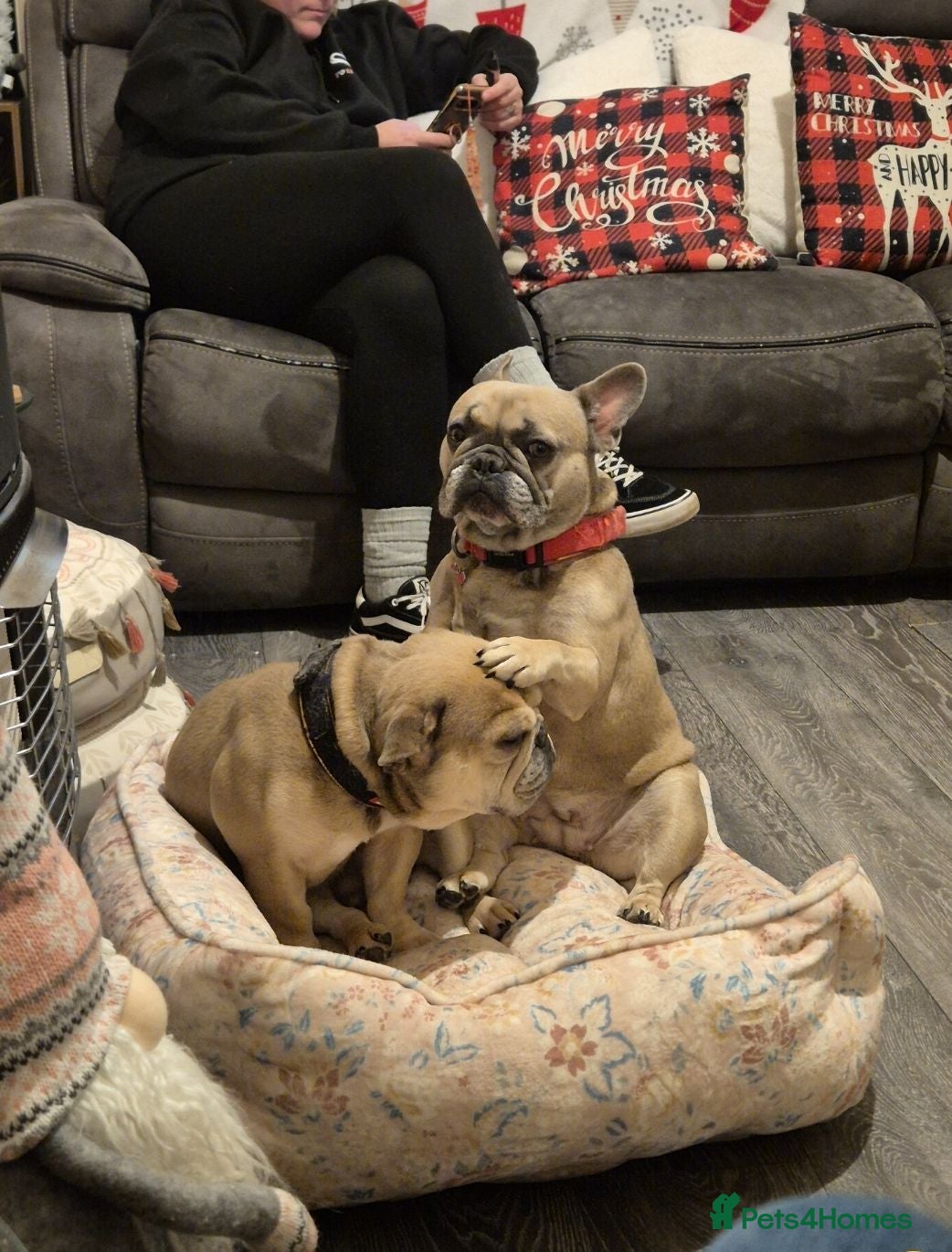 French Bulldog dogs 5 year old female French Bulldog - Advert 2