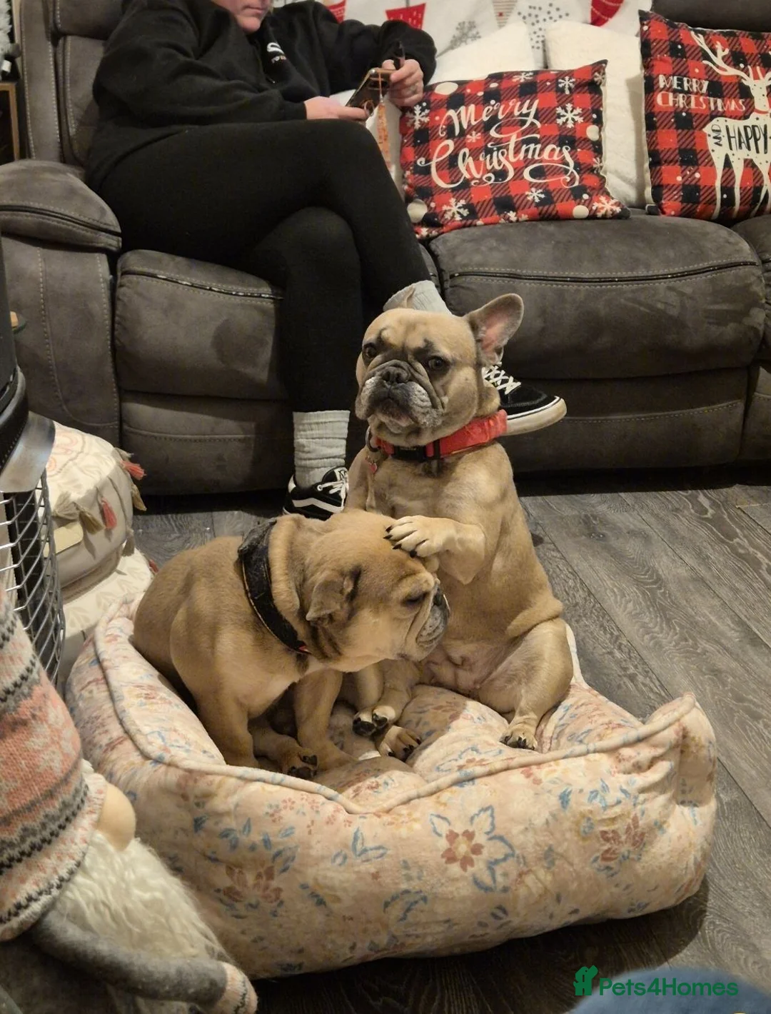 French Bulldog dogs for sale: 5 year old female French Bulldog in Runcorn - Advert 1