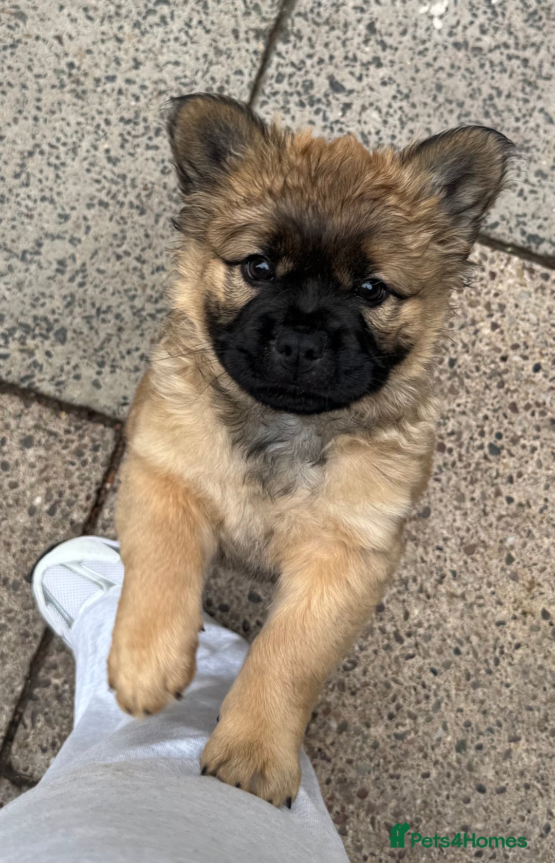Mixed Breed dogs for sale: Chow x frenchie  - Image 1
