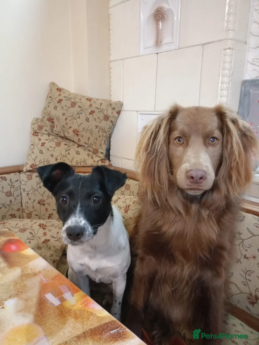 Mixed Breed dogs for adoption: ❤️MATILDA❤️ 10 months, low medium below the knee) - Advert 8