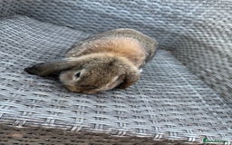 Mini Lop rabbits for sale: Mini lop - Image 14