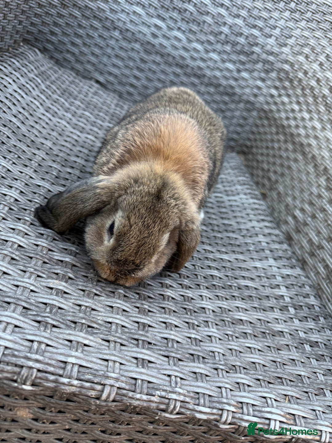 Mini Lop rabbits for sale: Mini lop - Image 14