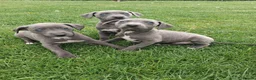 Whippet dogs for sale: Pure blue whippet puppies  - Advert 3
