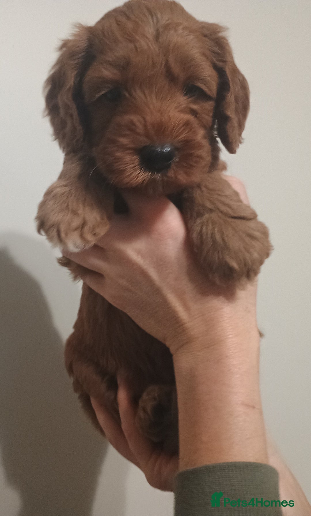 Australian Labradoodle dogs for sale: Miniature Australian labradoodle pups 100% Pure  - Image 12