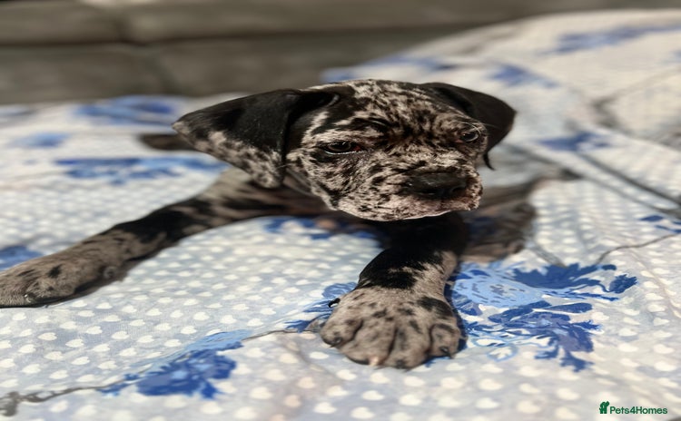 Cane Corso dogs - Advert 1