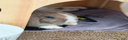 Mini Lop rabbits for sale: Two rabbits and set up  in Stowmarket - Advert 13