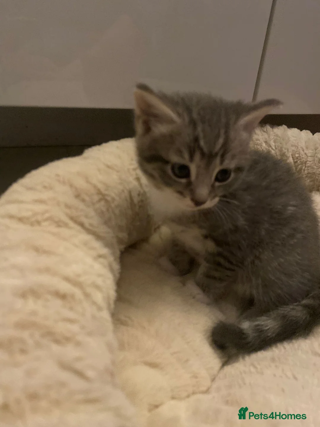 Mixed Breed cats for sale: 10 week old Male and female kittens  - Advert 3