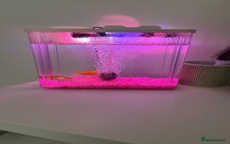 Goldfish fish for sale: Two goldfish  - Image 1