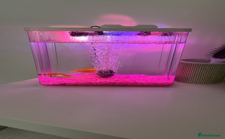 Goldfish fish - Advert 2