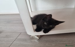 European cats for sale: Black male kitten - Image 2