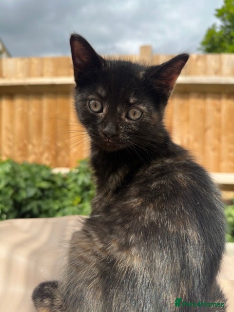 British Shorthair cats Ready To Go! BSH x Persian Chinchilla Kitten - Advert 2