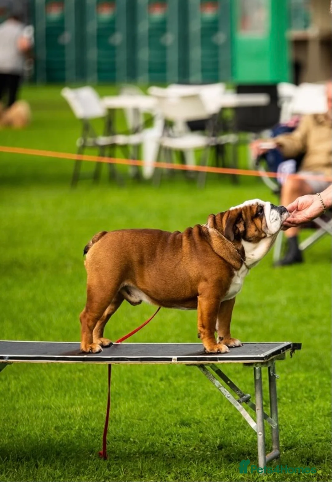 English Bulldog dogs for stud: 🎊MULTI CH UK CHAMPION VICE WORLD WINNER 2023🎉 in Rushden - Advert 4