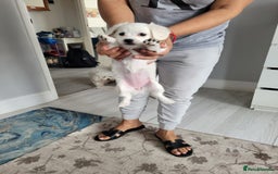 Bichon Frise dogs for sale: Anca  - Image 2
