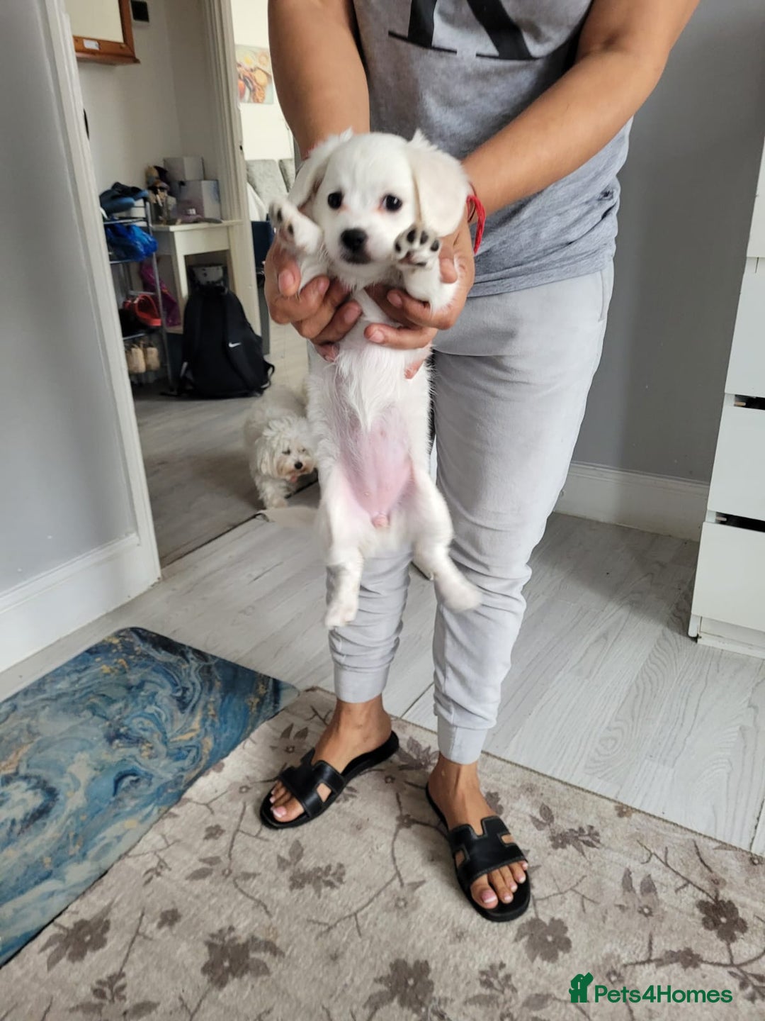 Bichon Frise dogs for sale: Anca  - Image 2