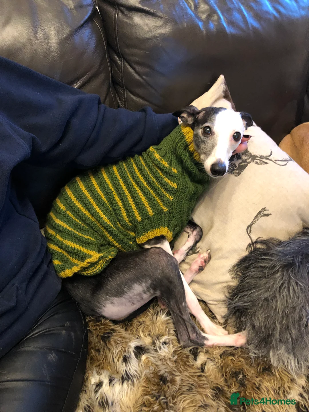 Gallery Image {{count}}