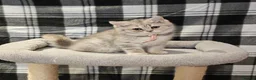 British Longhair cats for sale: Fawn/cinnamon/red/blue golden  - Advert 5
