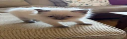 Ragdoll cats for sale: Beautiful Pure Ragdoll kittens - Advert 15