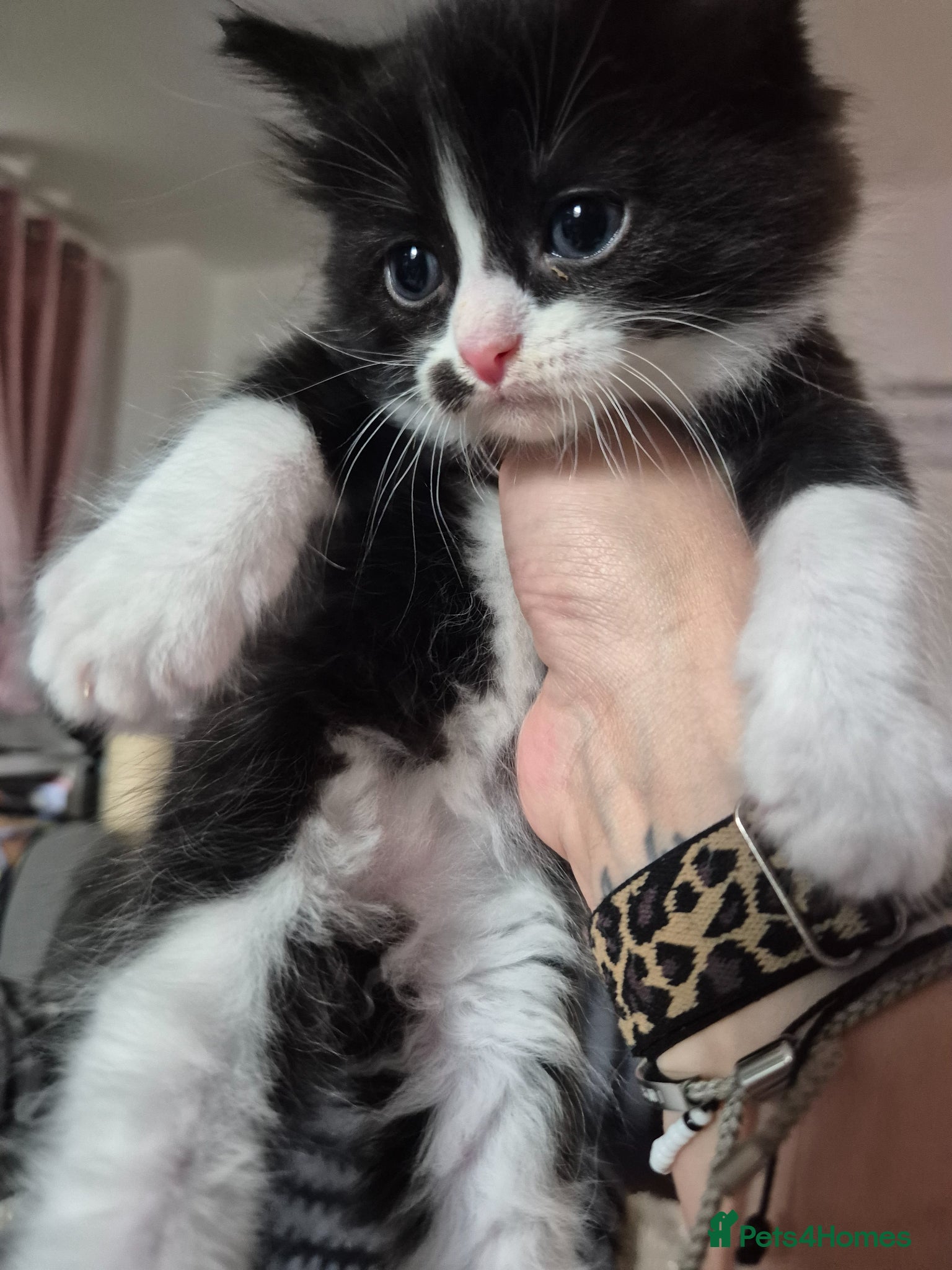 Mixed Breed cats Fluffy Siberian Mix Kittens 🐾 Ready to reserve 🐾 - Advert 18