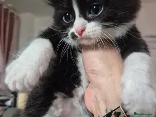 Mixed Breed cats Fluffy Siberian Mix Kittens 🐾 Ready to reserve 🐾 - Advert 18