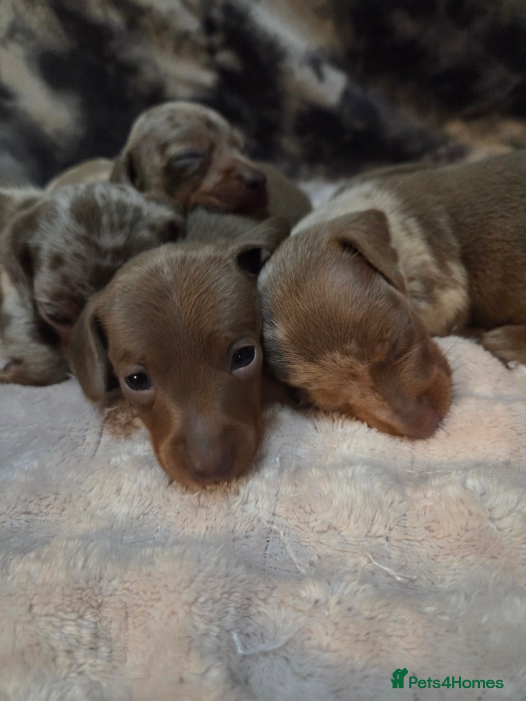 Miniature Dachshund dogs for sale: Miniature dachshund pups KC Reg - Advert 14