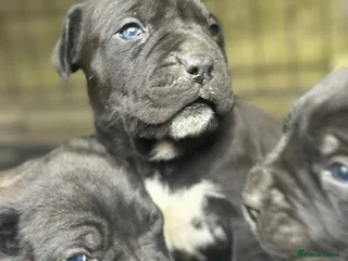 Cane Corso dogs CANE CORSO Family Guardians Loyal friends - Advert 1