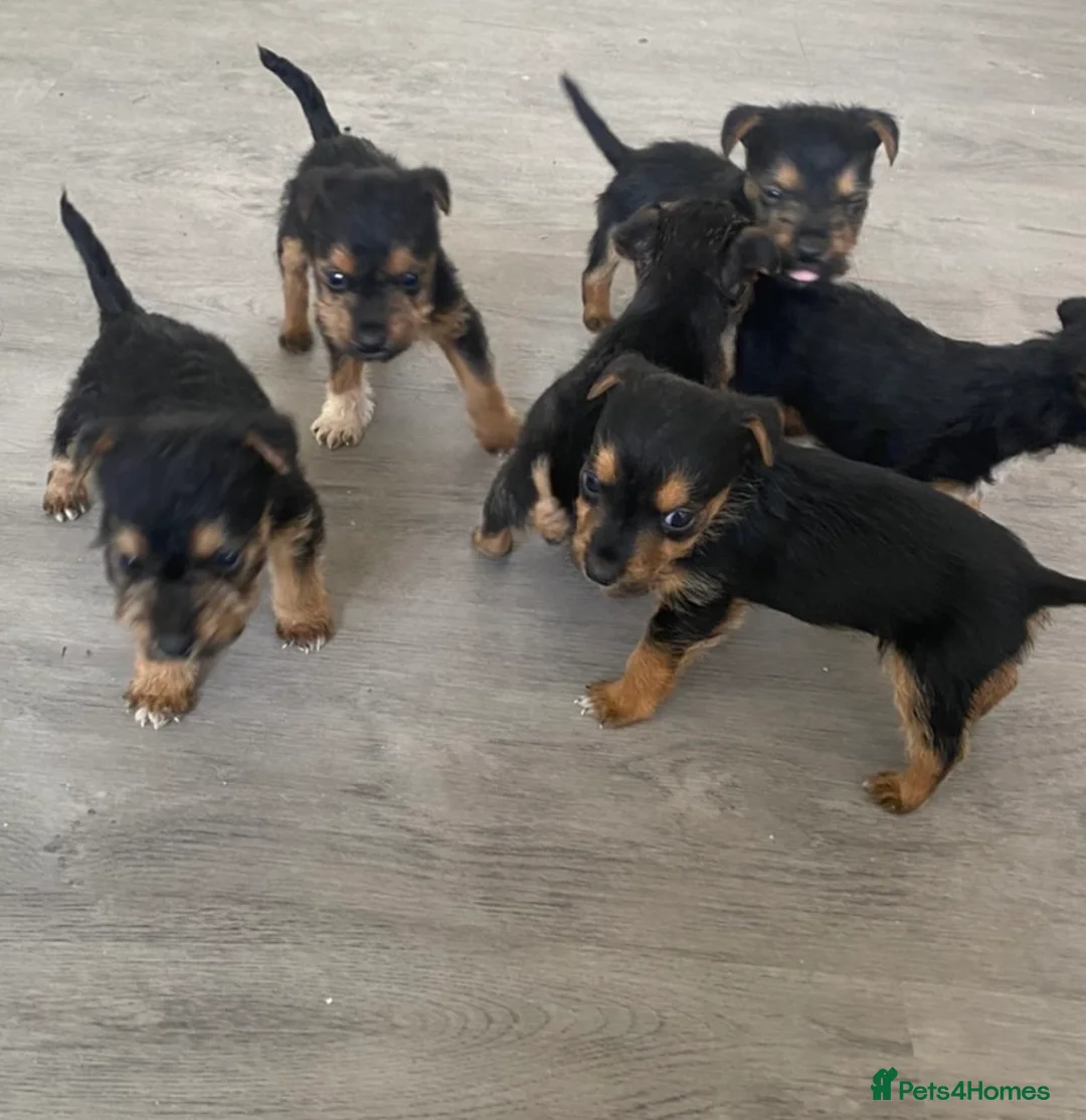 Lakeland Terrier dogs for sale: 6 lakeland terriers puppies in Dalry - Advert 7