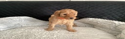 Mixed Breed dogs for sale: One gorgeous boy and girl left  - Advert 12