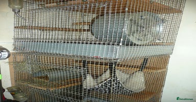 Chinchilla rodents - Advert 14