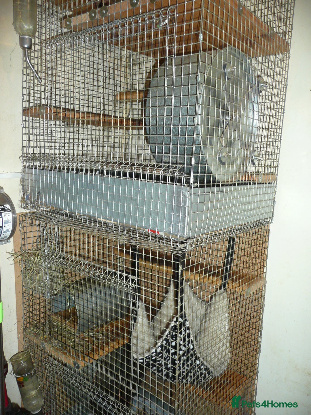 Chinchilla rodents for sale: Two ChincHilla's for sale. - Image 2