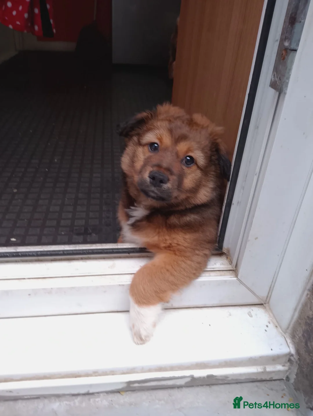 Mixed Breed dogs for sale: Pomeranian × bichon malteze  - Advert 16