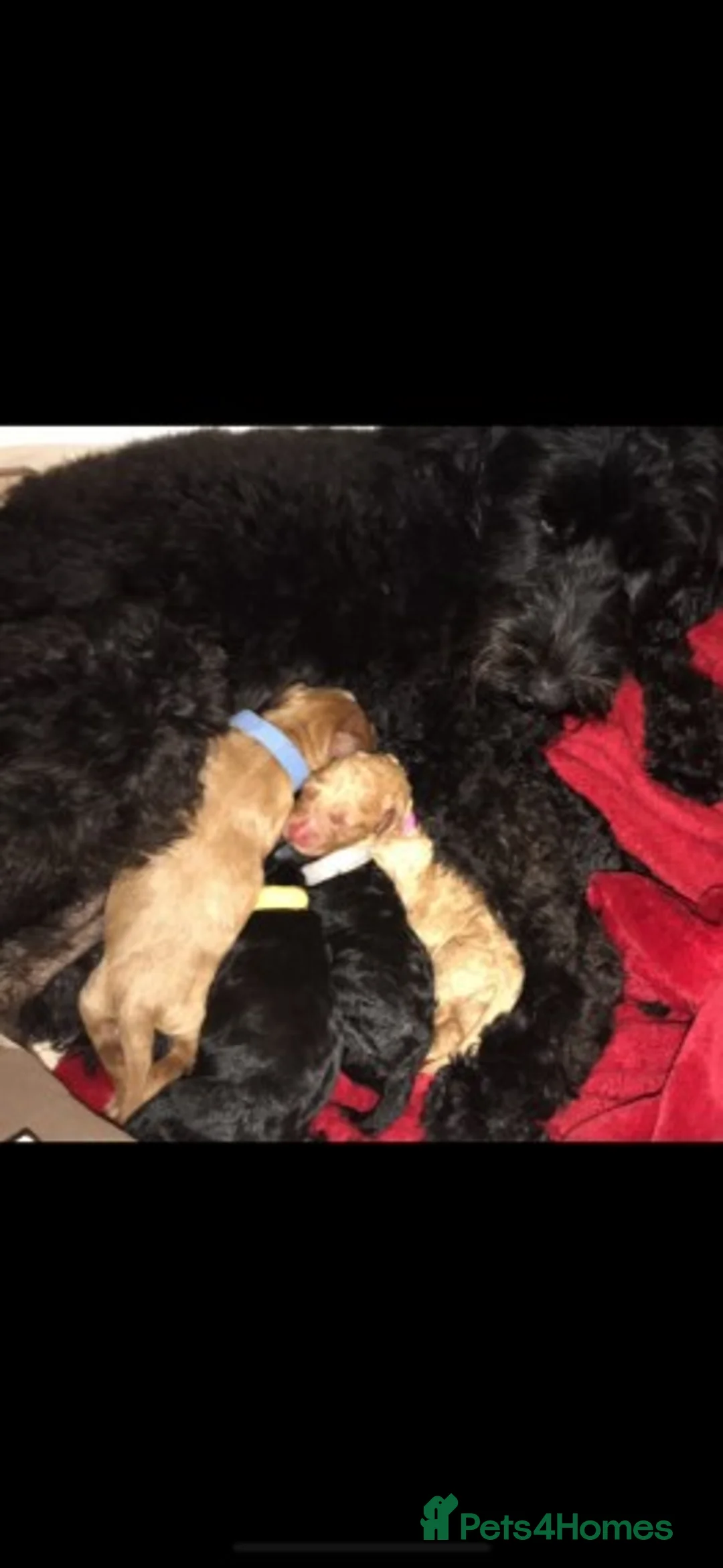 Miniature Poodle dogs for stud: Extensively Health Tested Deep Red Mini Poodle in Mansfield - Advert 29