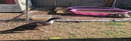 Ducks poultry for sale: Indian runner ducks  in Brackley - Advert 3