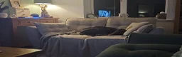 Dobermann dogs for sale: Chocolate doberman female - Advert 4