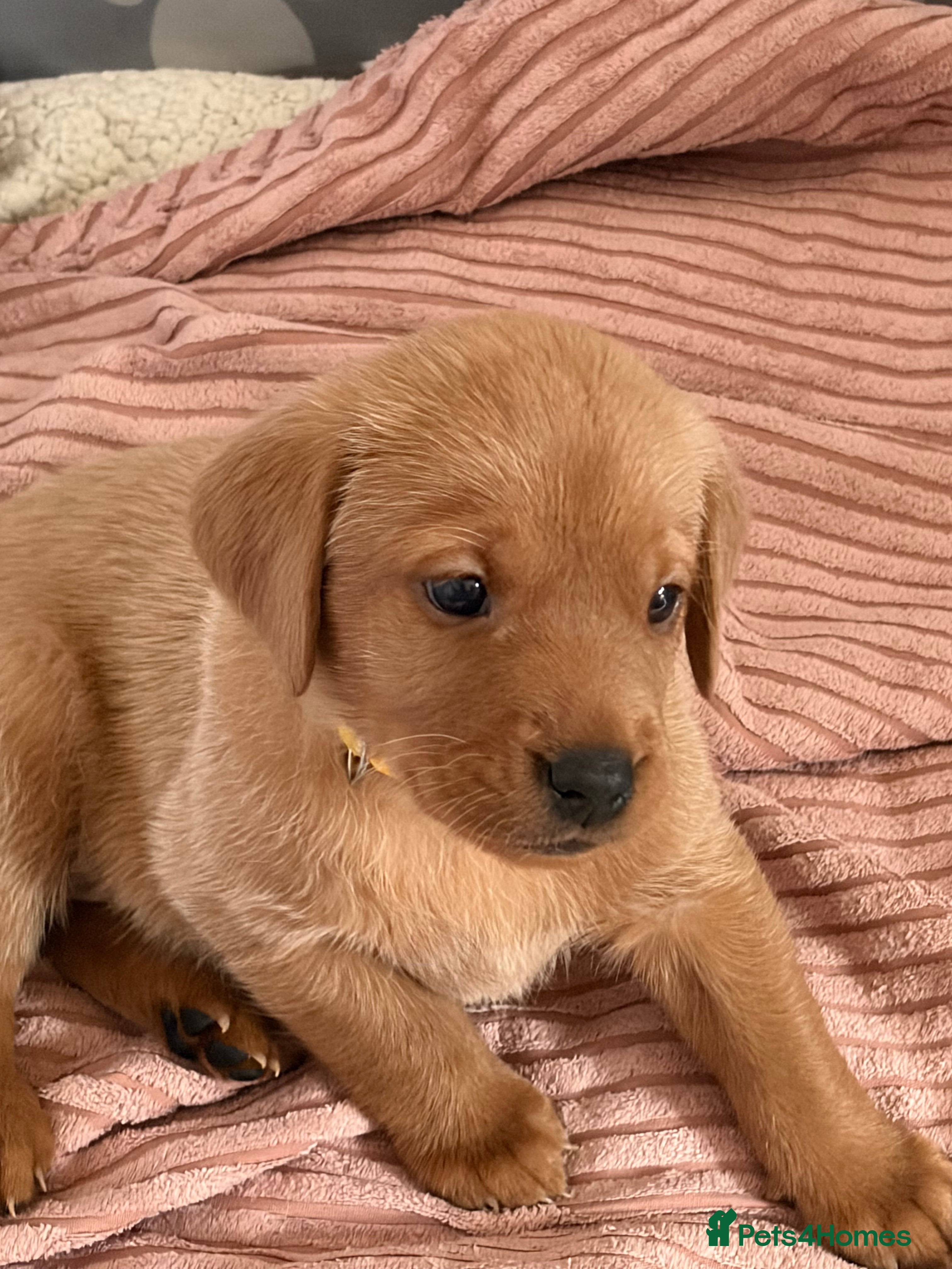 Labrador Retriever dogs Red fox Labrador puppies  - Advert 5