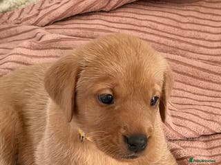 Labrador Retriever dogs Red fox Labrador puppies - Advert 2