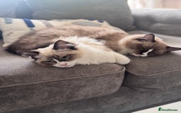 Ragdoll cats for sale: Beautiful Ragdoll Cats – Milo & Caramella - Advert 1