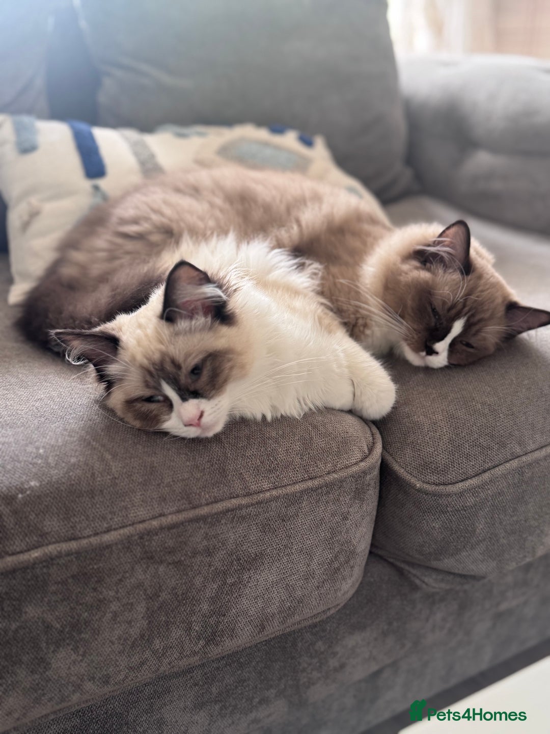 Ragdoll cats for sale: Beautiful Ragdoll Cats – Milo & Caramella - Advert 1