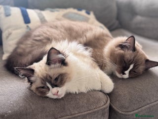 Ragdoll cats Beautiful Ragdoll Cats – Milo & Caramella - Advert 2