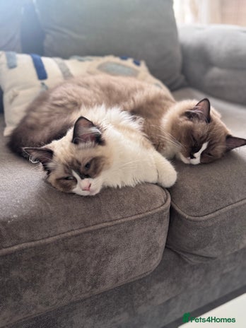 Ragdoll cats Beautiful Ragdoll Cats – Milo & Caramella - Advert 5
