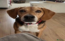 Mixed Breed dogs for adoption: Jojo handsome Beagle cross  - Image 1