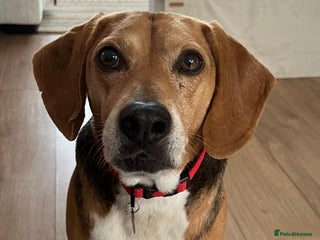 Mixed Breed dogs - Advert 1