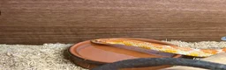 Corn Snake reptiles for sale: Corn snake with complete set up - Advert 5