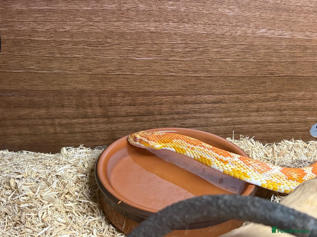 Corn Snake reptiles for sale: Corn snake with complete set up - Advert 5
