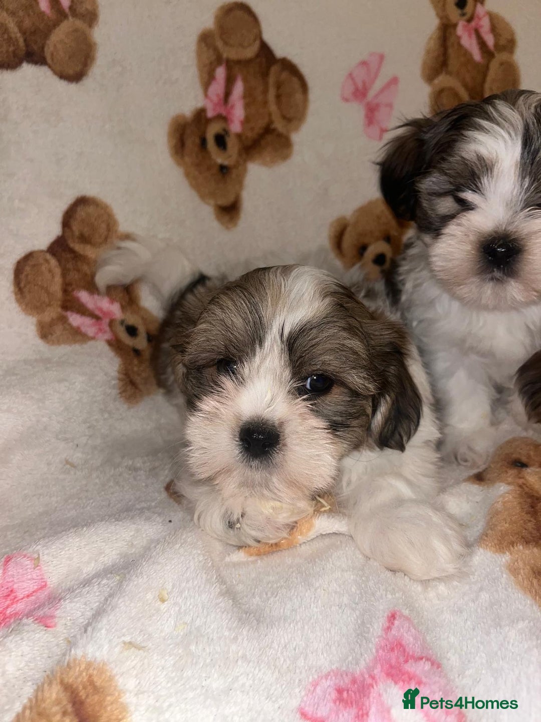 Shih Tzu dogs for sale: Shih Tzu Puppies  - Advert 4